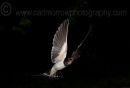 Swallow in mid-flight.
